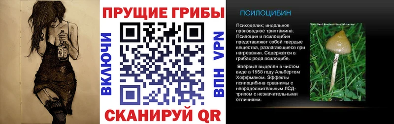 Купить закладки  Терек  Псилоцибиновые грибы Magic Shrooms 